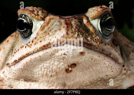 Crapaud géant, Marine Toad, Cane toad, néotropicale d'Amérique du Sud (Bufo marinus Rhinella marina), portrait Banque D'Images