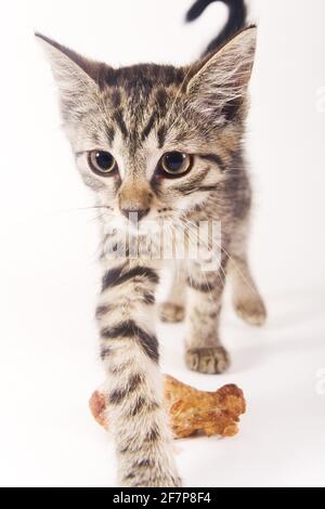 Chat domestique, chat maison (Felis silvestris F. catus), chaton avec cuisse de poulet Banque D'Images