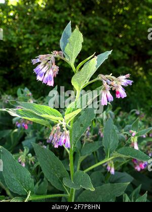 Comfrey russe (Symphytum x uplandicum, Symphytum uplandicum), floraison, Allemagne, Rhénanie-du-Nord-Westphalie Banque D'Images