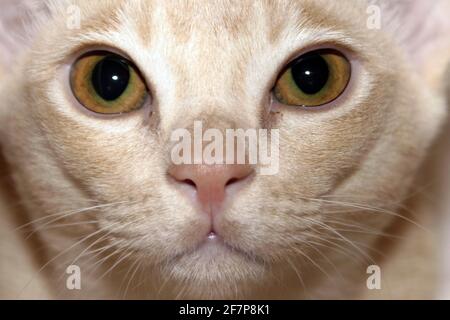 Chat birman (Felis silvestris F. catus), portrait Banque D'Images