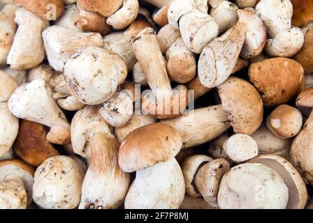 Penny bun, CEP, Porcino, Bun champignon (Boletus edulis), boletus comestibles Banque D'Images