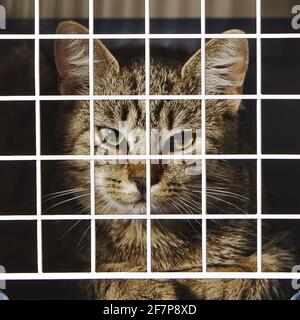 Chat domestique, chat domestique (Felis silvestris F. catus), chat tigre dans une cage de chat Banque D'Images