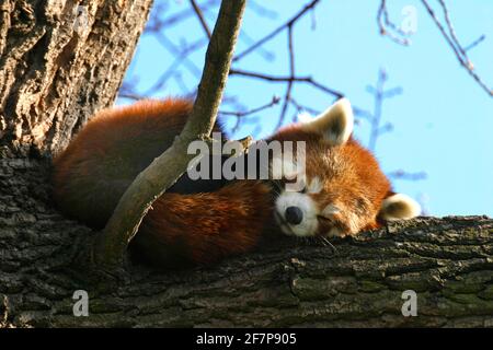 Petit panda, panda rouge (Ailurus fulgens), couché sur une branche dormant Banque D'Images