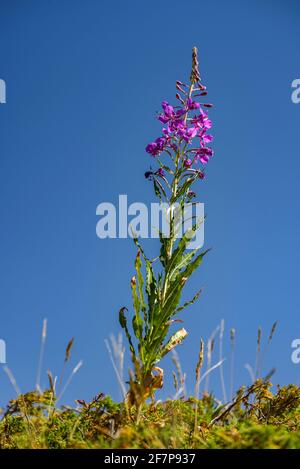 Détail d'une fleur alpine dans le lac Estany de Pessons (Andorre, Pyrénées) ESP: Detalle de una flor alpina en el Estany de Pessons Andorre, Pirineos Banque D'Images