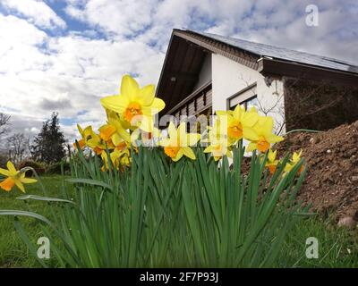 daffodil (Narcissus spec.), jonquilles dans le jardin d'une maison unifamiliale, Allemagne Banque D'Images