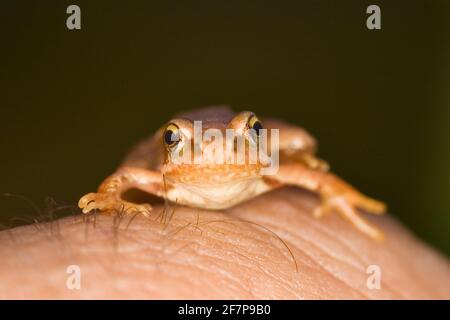 Grenouille commune, grenouille (Rana temporaria), juvénile sur un doigt, Autriche Banque D'Images