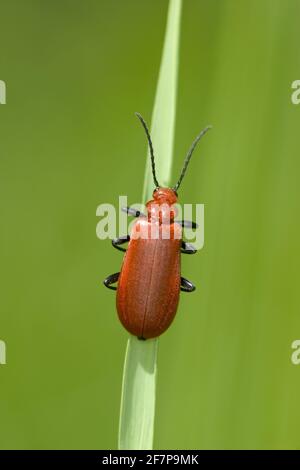Le cardinal Beetle, le cardinal scarabée, le cardinal à tête rouge (Pyrochroma serraticornis), monte à une tige, Autriche Banque D'Images