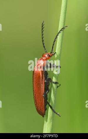 Le cardinal Beetle, le cardinal scarabée, le cardinal à tête rouge (Pyrochroma serraticornis), monte à une tige, Autriche Banque D'Images