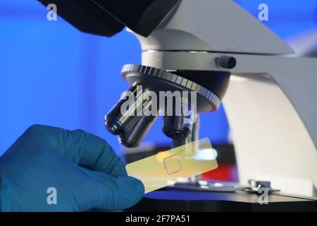 Lame de verre avec un tissu en main et un microscope scientifique. Échantillon de biopsie de dépistage en laboratoire médical Banque D'Images