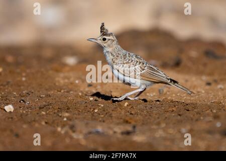 (Galerida cristata Crested Lark) près de l'eau, le cormoran alouettes nichent dans la majeure partie de l'Eurasie tempérée du Portugal vers le nord-est de la Chine et de l'Inde Banque D'Images