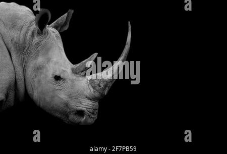 Dangereux Big Horn Noir et blanc Rhino gros plan face Banque D'Images