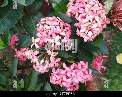 Incroyable fleur d'Ixora de Chine rose dans le jardin Banque D'Images