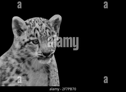 Little Baby Snow Leopard assis dans le fond noir Banque D'Images