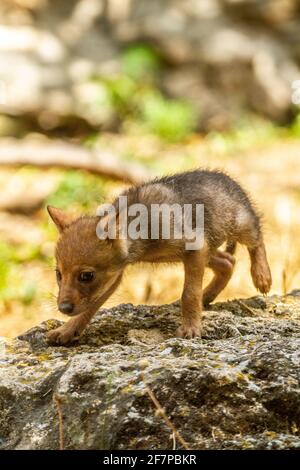 Cubs curieux d'un Jackal d'or (Canis aureus), également appelé le jeu asiatique, oriental ou commun Jackal près de leur den. Photographié en Israël en juin Banque D'Images