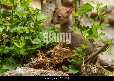 Cubs curieux d'un Jackal d'or (Canis aureus), également appelé le jeu asiatique, oriental ou commun Jackal près de leur den. Photographié en Israël en juin Banque D'Images