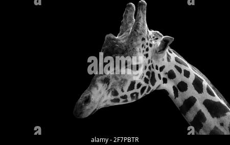 Gros plan Sad Giraffe sur fond noir Banque D'Images