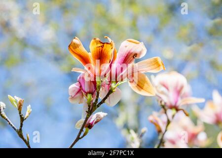 Les fleurs de magnolia roses et blanches sont devenus brunes en étant congelées et brûlées par des dommages non saisonniers causés par le gel à la fin du printemps à Surrey, dans le sud-est de l'Angleterre Banque D'Images