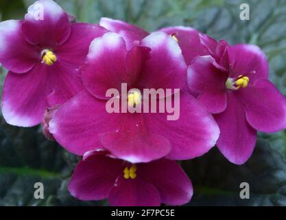 Gros plan de violettes violettes fleurir sur un arrière-plan flou. Banque D'Images