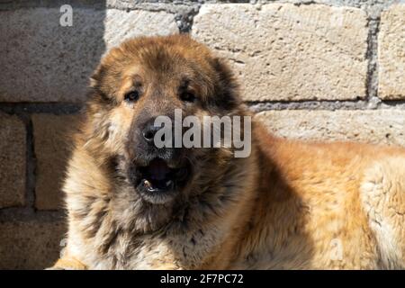 Chien de berger en colère Banque D'Images