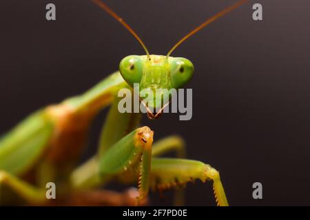Femme Mantis européenne ou prier Mantis, Mantis Religiosa. Mantis vert de prière. Gros plan Banque D'Images
