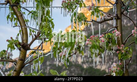 Fleurs de pomme recouvertes d'une couche de glace étincelante. Les stalactites de glace sur les plants de pomme après l'arrosage qui empêche la congélation de la fleur Banque D'Images