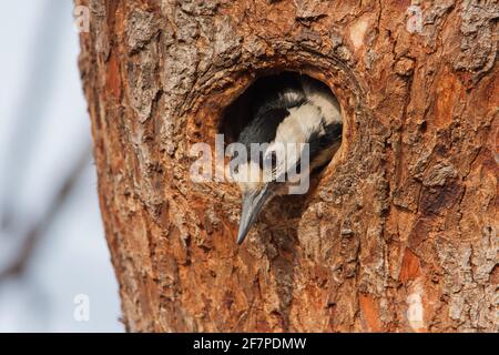 Pic syrien femelle (Dendrocopos syriacus) le pic syrien est un oiseau reproducteur résident du sud-est de l'Europe à l'est jusqu'en Iran. Sa gamme a Banque D'Images