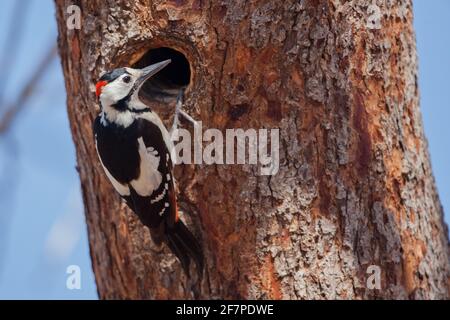 Pic syrien mâle (Dendrocopos syriacus) le pic syrien est un oiseau reproducteur résident du sud-est de l'Europe à l'est jusqu'en Iran. Sa gamme a e Banque D'Images