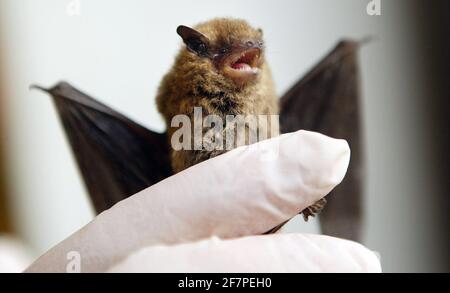 Hôpital de la faune de Tigiwinkles dans le Buckinghamshire ...Bat pic David Sandison Banque D'Images