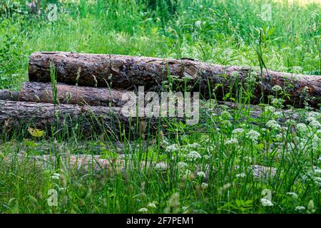 Des bûches projetées dans l'herbe au bord du forêt Banque D'Images