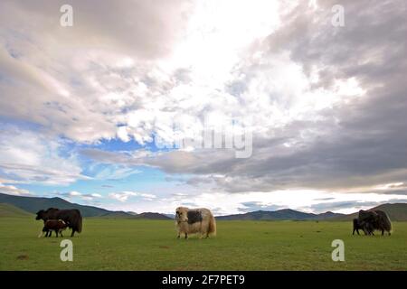 Paysage naturel dans la vallée de Hogno Han Mongolie Banque D'Images