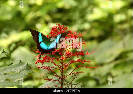 Papillon de paon bandé MALABAR, Bouddha de papilo, sanctuaire de la vie sauvage de Kudremukh, Karnataka, Inde Banque D'Images