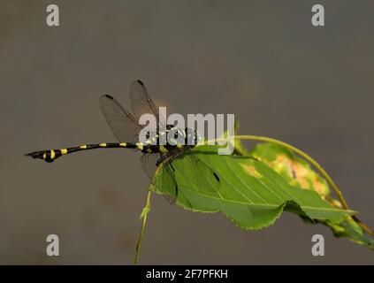 Dragonfly à queue de coq, Gomphus vulgutissimus, Sindhudurg, Maharashtra, Inde Banque D'Images