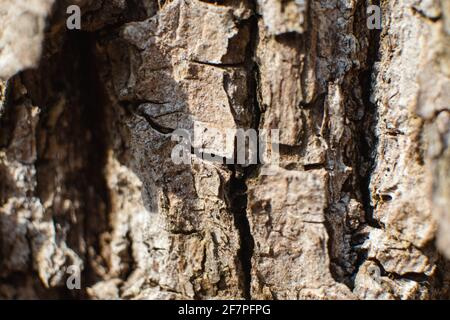 Vue macro de texture de l'écorce de l'arbre. Gros plan ensoleillé forêt naturel texturé arrière-plan. Détails de la surface en liège rugueux et fissuré Banque D'Images