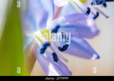 Bleu clair scilla, tête de fleur de bourre avec anthère dans le pollen macro . Les fleurs de neige fleurissent en gros plan avec un arrière-plan flou. Printemps ensoleillé sauvage pour Banque D'Images