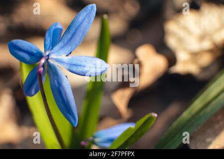 Bleu clair scilla, tête de fleur de bourreau avec des feuilles vertes macro. Les fleurs de neige fleurissent en gros plan avec un arrière-plan flou et sélectif. spri ensoleillé Banque D'Images