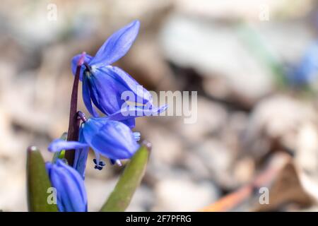 Blue vibrant scilla Snowdrops fleurs et bourgeons fleuris dans le gros plan la forêt sauvage de printemps ensoleillée avec un arrière-plan flou sélectif de mise au point Banque D'Images