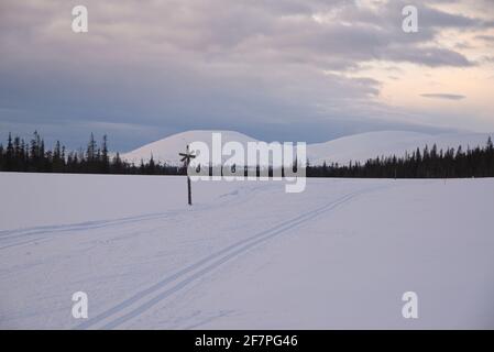 Pallas gringles au printemps, parc national de Pallas-Yllästunturi, Muonio, Laponie, Finlande Banque D'Images