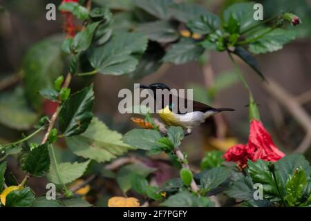 Sunbird pourpre rumed, Leptocoma zeylonica, Bokaro Steel City, Jharkhhand, inde Banque D'Images