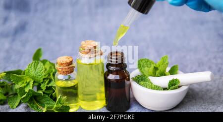 Herbes médicinales. Menthe foyer sélectif.nature Banque D'Images