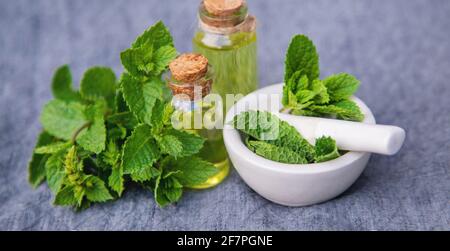 Herbes médicinales. Menthe focasnature sélective Banque D'Images