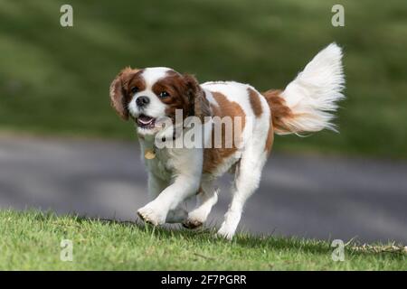 Cavalier King Charles chien de course Banque D'Images