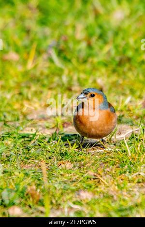 portrait du chaffinch dans l'herbe Banque D'Images