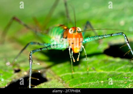 Sauterelle, forêt tropicale, parc national de Marino Ballena, Uvita de Osa, Puntarenas, Costa Rica, Amérique centrale, Amérique Banque D'Images