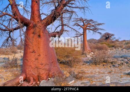 Le Baobab, Adansonia digitata, Kubu Island, mer Blanche de sel, Lekhubu, Makgadikgadi Pans National Park, Botswana, Africa Banque D'Images