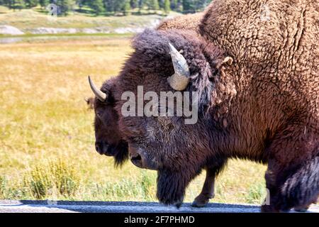 Traversée de la route des bisons dans le parc national de Yellowstone. Wyoming. ÉTATS-UNIS. Banque D'Images