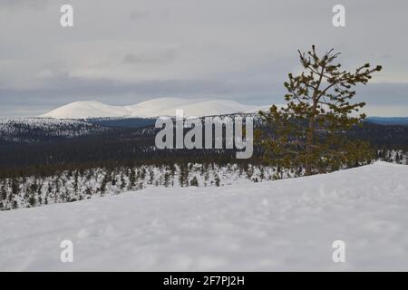 Pallas gringles au printemps, parc national de Pallas-Yllästunturi, Muonio, Laponie, Finlande Banque D'Images