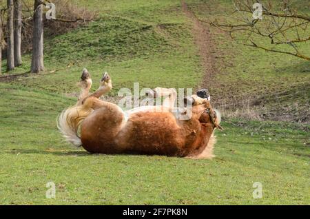 Haflinger ou Avelignese cheval (Equus ferus caballus) sur un pâturage dans la campagne, Westerwald, Rhénanie-Palatinat, Allemagne, Europe Banque D'Images