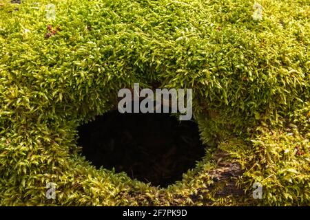 Mousse verte sur un tronc d'arbre avec un trou noir Banque D'Images