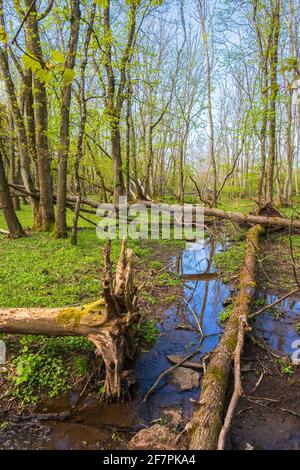 Au printemps, vous nagoissez dans une forêt luxuriante avec des arbres tombés Banque D'Images