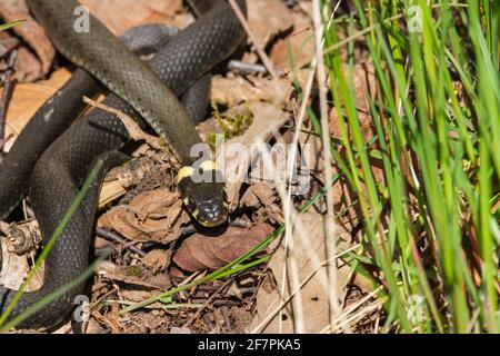 Le serpent d'herbe glisse dans le soleil de printemps Banque D'Images